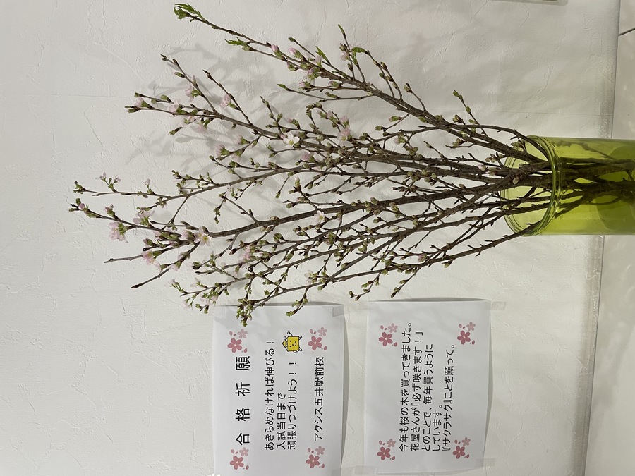 「サクラサク」ことを願い、指導してまいります