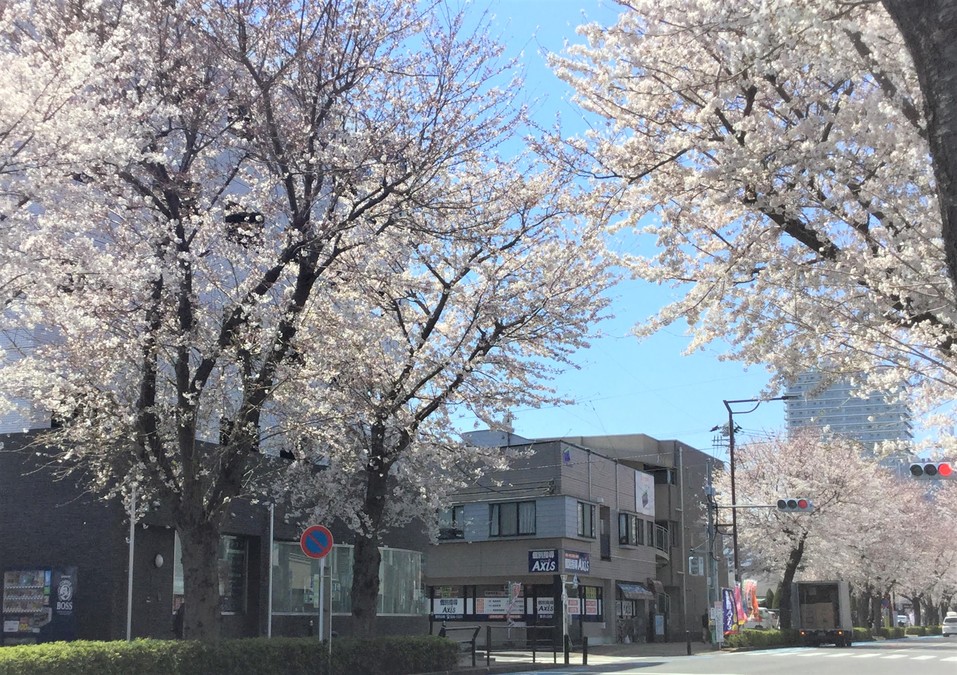 桜がきれいな季節になりました